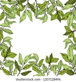 Vector green laurus leaf. Leaf plant botanical garden floral foliage. Frame border ornament square. Vector leaf for background, texture, wrapper pattern, frame or border.