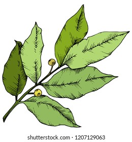 Vector green laurus leaf. Leaf plant botanical garden floral foliage. Isolated illustration element. Vector leaf for background, texture, wrapper pattern, frame or border.