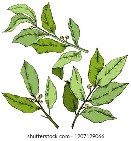 Vector green laurus leaf. Leaf plant botanical garden floral foliage. Isolated illustration element. Vector leaf for background, texture, wrapper pattern, frame or border.