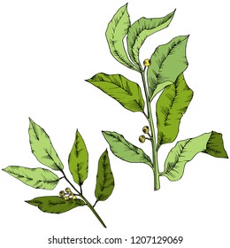 Hojas de laurio verde vectorial. Planta de hojas de vegetación botánica follaje floral. Elemento de ilustración aislado. Hoja vectorial para fondo, textura, patrón envolvente, marco o borde.