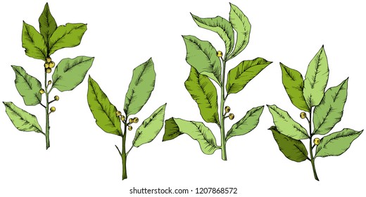 Vector green laurus leaf. Leaf plant botanical garden floral foliage. Isolated illustration element. Vector leaf for background, texture, wrapper pattern, frame or border.