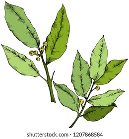 Vector green laurus leaf. Leaf plant botanical garden floral foliage. Isolated illustration element. Vector leaf for background, texture, wrapper pattern, frame or border.