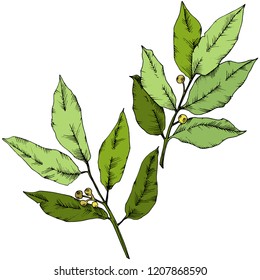 Vector green laurus leaf. Leaf plant botanical garden floral foliage. Isolated illustration element. Vector leaf for background, texture, wrapper pattern, frame or border.