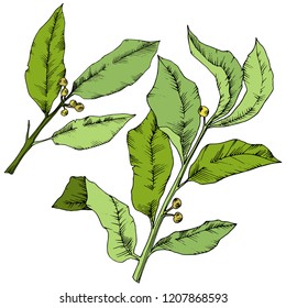 Vector green laurus leaf. Leaf plant botanical garden floral foliage. Isolated illustration element. Vector leaf for background, texture, wrapper pattern, frame or border.