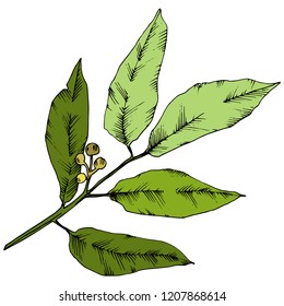 Vector green laurus leaf. Leaf plant botanical garden floral foliage. Isolated illustration element. Vector leaf for background, texture, wrapper pattern, frame or border.
