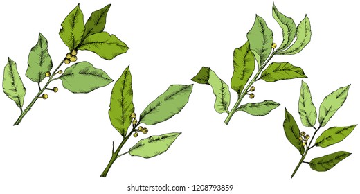 Vector green laurus leaf. Leaf plant botanical garden floral foliage. Isolated illustration element. Vector leaf for background, texture, wrapper pattern, frame or border.