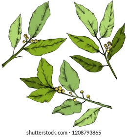 Vector green laurus leaf. Leaf plant botanical garden floral foliage. Isolated illustration element. Vector leaf for background, texture, wrapper pattern, frame or border.