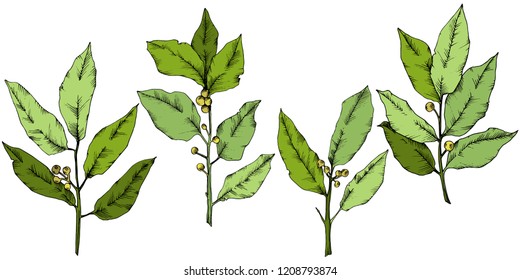 Vector green laurus leaf. Leaf plant botanical garden floral foliage. Isolated illustration element. Vector leaf for background, texture, wrapper pattern, frame or border.