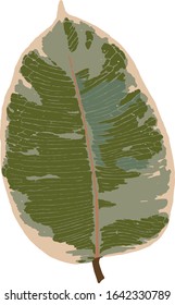 Vector. Green leaf Ficus elastica plant (commonly called rubber tree).