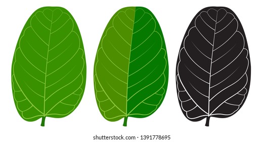 A vector green leaf of Indian Banyan tree( Ficus benghalensis). 3 shades.