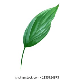 Vector green leaf isolated on white. Realistic foliage. Botanic element. Nature design. Leaves close-up.