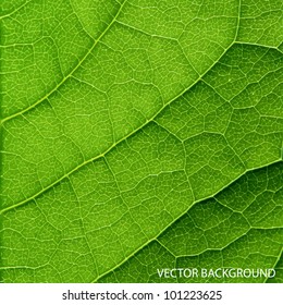 Vector Green Leaf Macro Background.