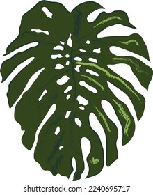Hoja verde vectorial una Monstera 