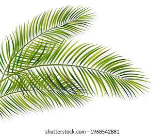 Vector green leaf of palm tree with overlay shadow isolated on white background