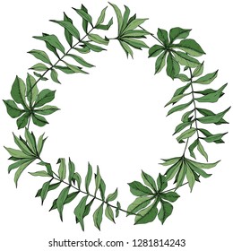 Vector Planta Verde de hoja vegetal jardín botánico follaje floral. Arte con tinta grabada. Verano tropical hawaiano exótico. El palmeral de la playa deja la jungla botánica. Cuadrado de ornamento del borde del marco.