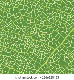 Vector Green Leaf Structure Under the Microscope Wallpaper Background