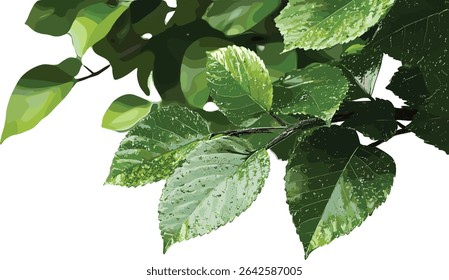 Vector green leafs freshness close up transparent background, nature, leaf, close up, natural, leaf texture, greenery, plant, fresh leaves, nature background, plant life