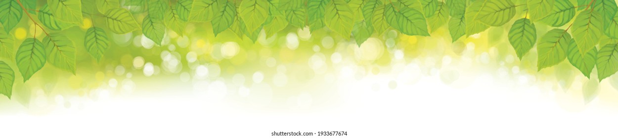 Vector green leaves bokeh background. Birch tree, green leaves border.