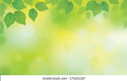 Vector green leaves  branches on sunshine background.