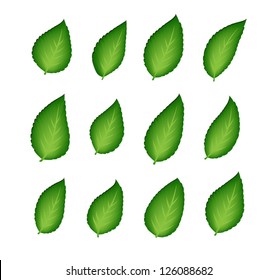 Vector green leaves collection
