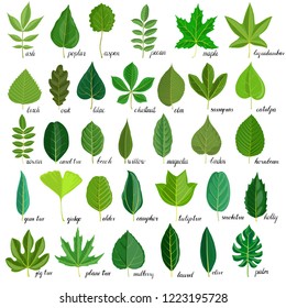 vector green leaves of different trees isolated at white background, hand drawn illustration