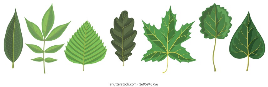 vector green leaves of different trees isolated at white background, hand drawn illustration
