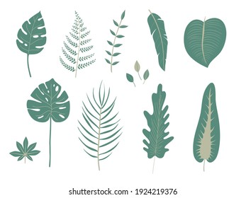 vector green leaves of different trees isolated at white background, hand drawn illustration.