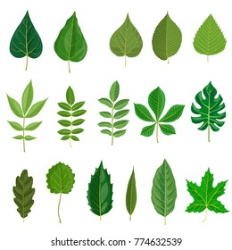 Vector Green Leaves Different Trees Isolated Stock Vector (Royalty Free ...