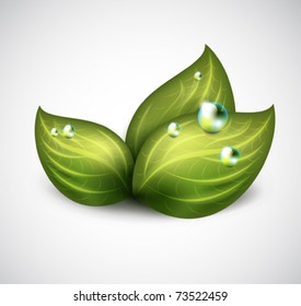 vector green leaves with drops of water - icon
