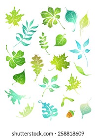 Vector green leaves. Hand-drawn nature elements for your design isolated on white background.