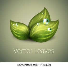 vector green leaves icon