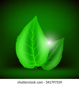 Vector Green Leaves Isolated on Soft Green Background. Eco Icon with Green Leaves.