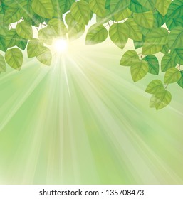 Vector of green leaves on sunny sky background.