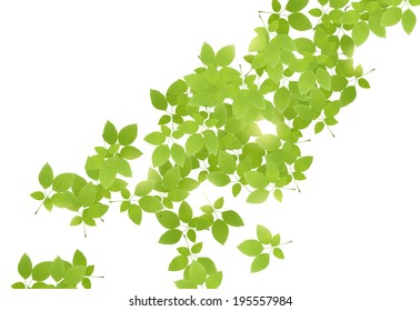 Vector green leaves on white background. Fresh green leaves. 