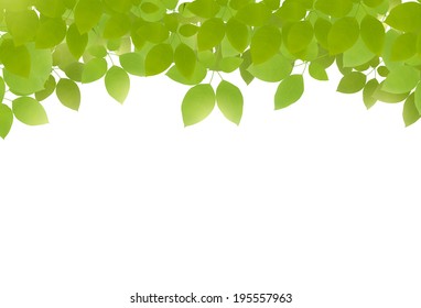 Vector green leaves from the top on white background. Fresh green leaves. 