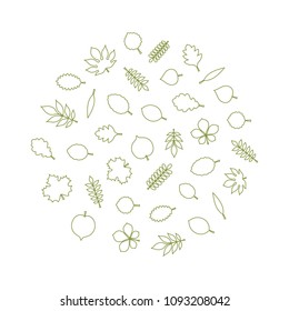Vector green linear leaves (elm, beech, ash, linden, birch, alder, aspen, willow, maple,  poplar, rowan, hawthorn, walnut, apple, oak, acacia, chestnut, conker) in form of circle on white background.