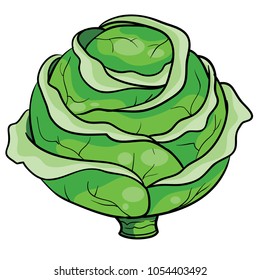 Vector Green Liner Cabbage. Cabbage Clipart. Vector Vegetable. Vector Illustration