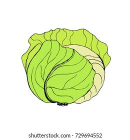 Vector green liner cabbage. Cabbage clipart. Vector vegetable. Vector illustration