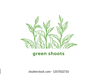 Vector green logo. Spring fresh design. Ecology label. Tea bush, leaves Botanical realistic sticker Nature floral card on white background Organic drink Eco print