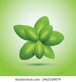 Vector Green mint leaf with Background