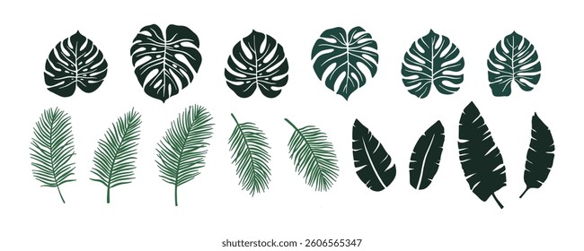 Vector green monstera leaves set, herbal element. Collection of simple tropical palm leaves. Isolated sign, symbol and icon. Summer tropical botanical vector philodendron leaf, banana leaf. 