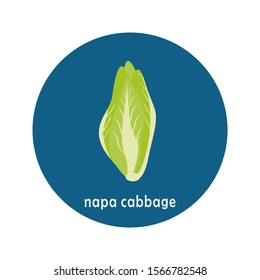 Vector green napa cabbage or chinese cabbage  icon isolated on white background.  Flat blue circle icon with vegetable. Healthy food. 