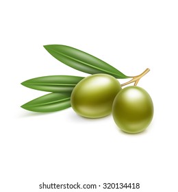 Vector Green Olives Branch with Leaves Isolated on White Background