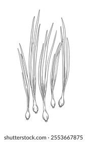 Vector green onion isolated on white. Young onion with roots, stems and leaves. Sketch onion illustration.