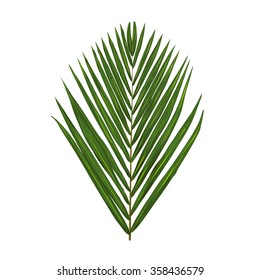 Vector green palm leaf isolated on white background.