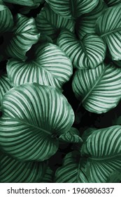 Vector Green Palm Leaves Illustration 
