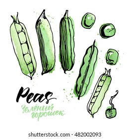 Vector green peas on white background. Traced watercolor illustration.