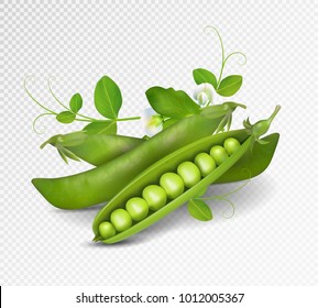 Vector green peas. Photo-realistic vector pods of green peas with leaves and flowers on transparent background. 3d green peas illustration.