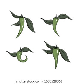 Vector green pepper with fresh leaves. Food design elements.