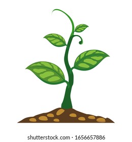 Vector of green plant grows in isolated soil against a white background. Vector illustration.